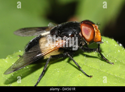 Detailed macro of  Volucella pellucens, a large European hoverfly variety posing on a leaf Stock Photo