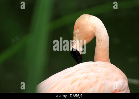 Chilean Flamingo (Phonicopterus Chilensis) looking back with green background Stock Photo
