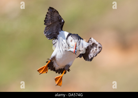 Puffin (Fratercula arctica) comes into land with a beak full of Sand Eels on the Pembrokeshire Island of Skomer. Stock Photo