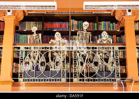 England, London, University College London, The Grant Museum of Zoology, Humorous display of Monkey Skeletons Stock Photo