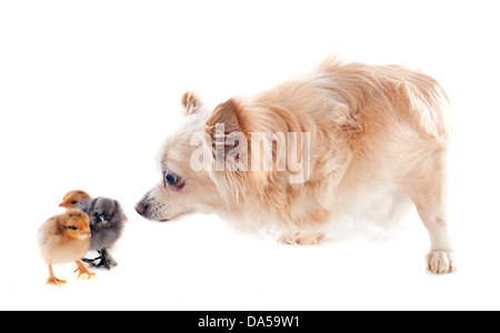 many chicks of bantam and chihuahua on a white background Stock Photo