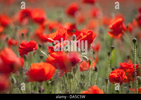 Close up of red poppy heads in a poppy field Harston, Cambridgeshire, UK Stock Photo