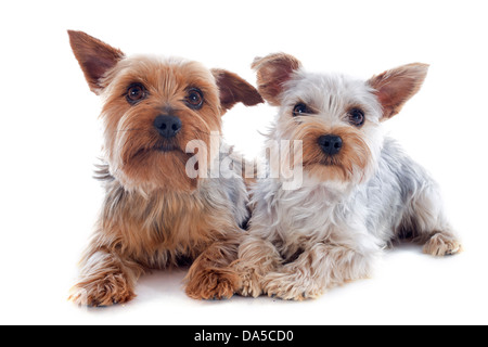portrait of a purebred yorkshire terriers in front of white background Stock Photo