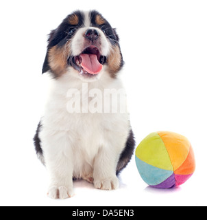 purebred puppy australian shepherd and ball in front of white background Stock Photo