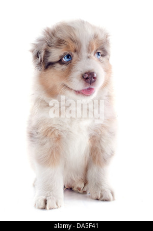 purebred puppy australian shepherd in front of white background Stock Photo