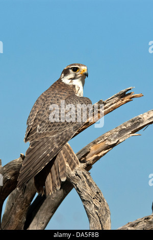prairie falcon, falco mexicanus, Arizona, bird, USA, United States, America, raptor, falcon Stock Photo