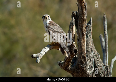 prairie falcon, falco mexicanus, Arizona, bird, USA, United States, America, raptor, falcon Stock Photo