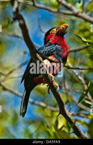 bearded barbet, lybius dubius, barbet, bird, USA, United States, America, branch Stock Photo