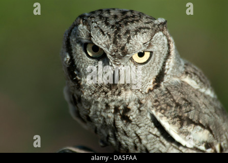 western screech owl, megascops kennicottii, Arizona, USA, United States, America, owl, bird, Stock Photo