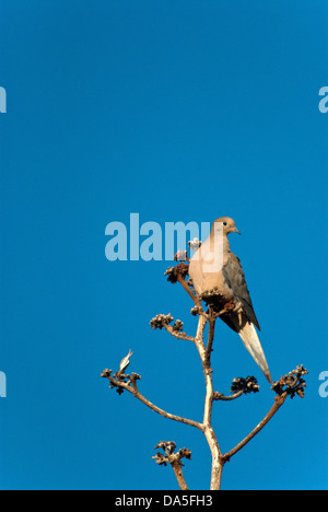 mourning dove, zenaida macroura, Arizona, dove, USA, United States, America, bird Stock Photo