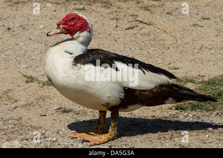 Muscovy Duck (Cairina Moschata) Stock Photo