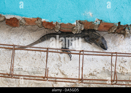 Black Spiny-tailed iguana on a wall Stock Photo