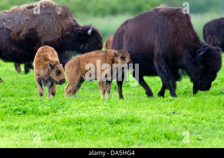 wood buffalo babies, bison bison athabascae, Alaska, wildlife, conservation center, buffalo, animal, USA, United States, America Stock Photo