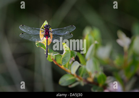 A red bodied dragonfly insect perched on a leaf Stock Photo