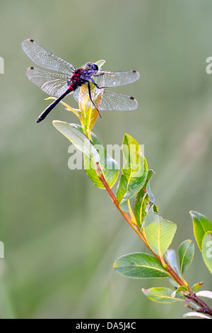 Dragonfly on a leaf in the bush Stock Photo - Alamy