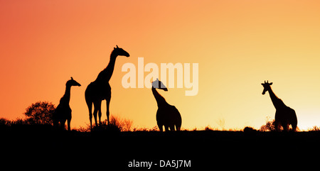 Giraffes silhouetted against sunrise - Kalahari desert - South Africa Stock Photo