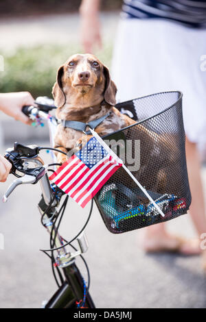 A dog rides in a bicycle basket at residents of I'on community celebrate Independence Day with a bicycle and golf cart parade July 3, 2013 in Mt Pleasant, SC. Stock Photo