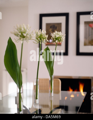 Close-up of white flowers in single glass vases on glass topped table in modern dining room Stock Photo