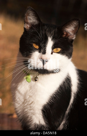 Black and white gold-eyed cat outdoors with collar and bell