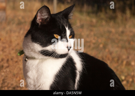 Black and white farm cat outdoors with collar and bell Stock Photo