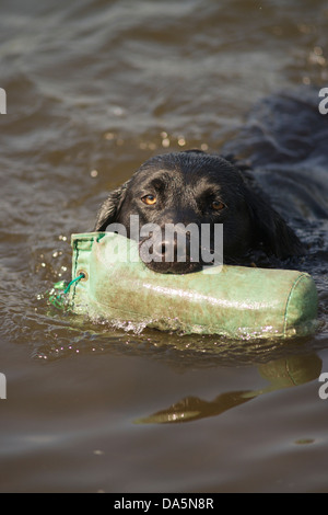 labrador retrieves floating dummy from pond Stock Photo