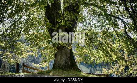 Tree, Emmental, canton Bern, Bern, Langnau, foliage, foliage tree, lime-tree, Lüderenalp, Switzerland, Europe, summer foliage, l Stock Photo