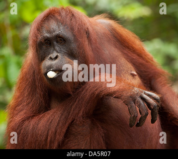 Wild Bornean Orangutan (Pongo pygmaeus) eating banana from supplemental feeding station in Kalimantan, Borneo, Indonesia Stock Photo