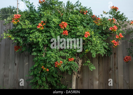 A trumpet vine, Campsis radicans, displaying orange early summer blossoms against a wooden fence. Oklahoma, USA. Stock Photo