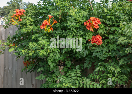 A trumpet vine, Campsis radicans, displaying orange early summer blossoms against a wooden fence. Oklahoma, USA. Stock Photo