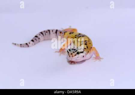 beautiful juvenile leopard gecko (Eublepharis macularius) as pet Stock Photo