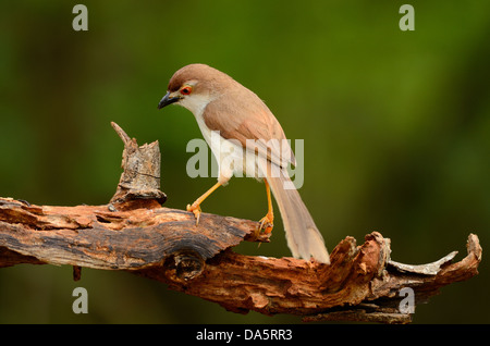 beautiful yellow-eyed babbler resting on log in forest of Thailand Stock Photo