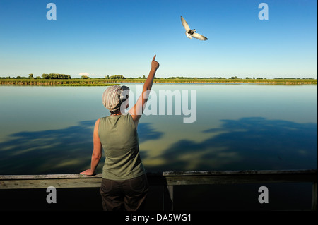 Woman, birdwatching, bird watcher, Sanctuary Pond, Point Pelee, National Park, Leamington, Ontario, Canada, birds Stock Photo