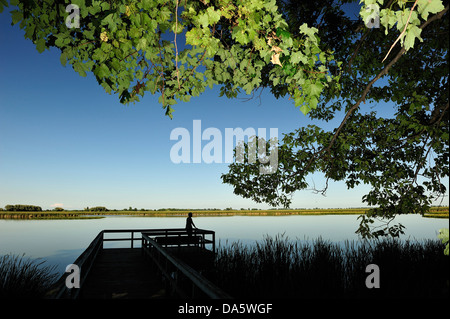 Canada, Leamington, Ontario, Point Pelee, National Park, Travel, birdwatcher, birdwatching, boardwalk, dusk, marsh, Park, outdoo Stock Photo