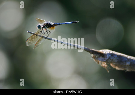 Dragonfly, insect, Marshland, marsh, swamp, Sanctuary Pond, Point Pelee, National Park, Leamington, Ontario, Canada, Stock Photo