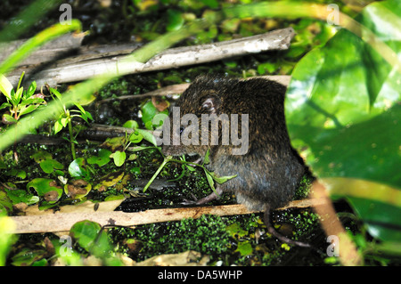 Rat, rodent, Marshland, marsh, swamp, Sanctuary Pond, Point Pelee, National Park, Leamington, Ontario, Canada, Stock Photo