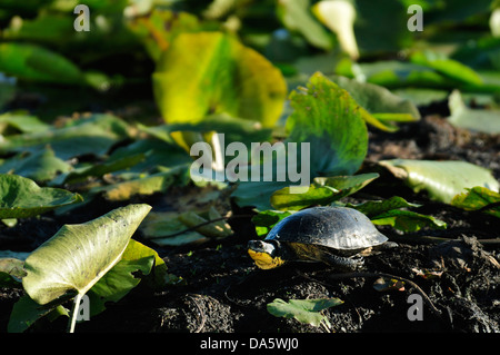 Turtle, Marshland, marsh, swamp, Sanctuary Pond, Point Pelee, National Park, Leamington, Ontario, Canada, Stock Photo