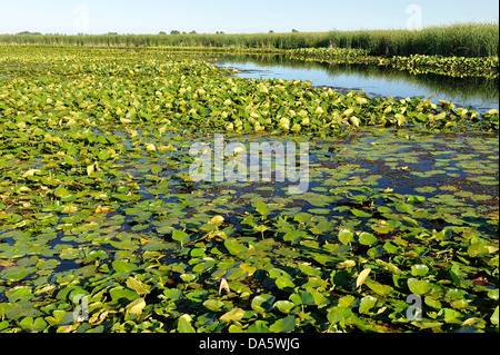 Canada, Leamington, Ontario, Point Pelee, National Park, Travel, day, daytime, marsh, marsh habitat, marshland, Park, nature, no Stock Photo