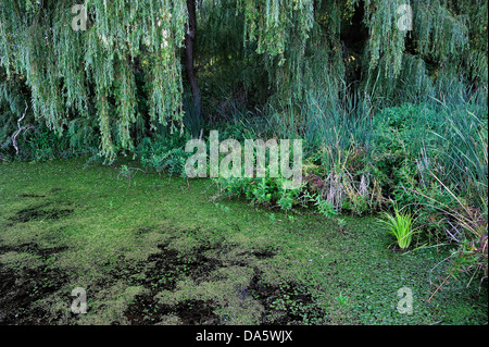 Marshland, marsh, swamp, Sanctuary Pond, Point Pelee, National Park, Leamington, Ontario, Canada, Stock Photo