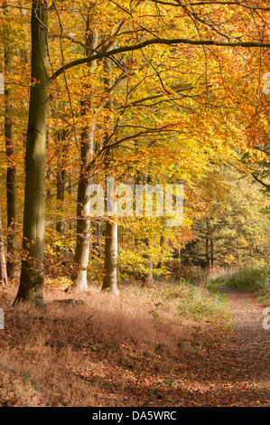 Dappled autumn sunlight on quiet, deserted path covered in orange brown fallen leaves in scenic woodland - Lindley Wood, North Yorkshire, England, UK. Stock Photo