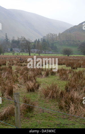 Tufts of grass in a field in front of a backdrop of mountains in Ullswater Stock Photo