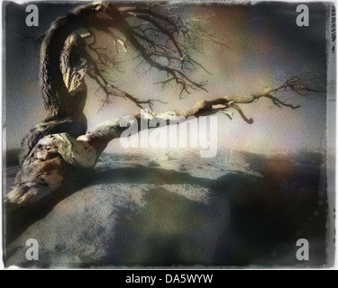 DIGITAL ART: Jeffrey Pine on Sentinel Dome in Yosemite National Park, California, USA Stock Photo