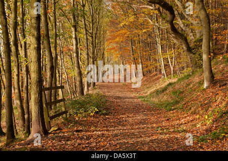 Dappled autumn sunlight on quiet, deserted path covered in orange brown fallen leaves in scenic woodland - Lindley Wood, North Yorkshire, England, UK. Stock Photo