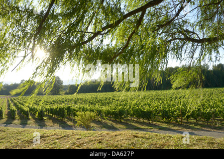 USA, United States, America, North America, Oregon, winery, Bridgeview, grapes, tree, sun, green, Cave Junction, Stock Photo