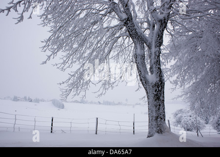 Winter, Jura, canton, JU, tree, trees, village, snow, winter ...