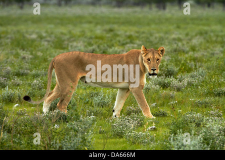 Lioness (Panthera leo), Etosha National Park, Namibia, Africa Stock Photo