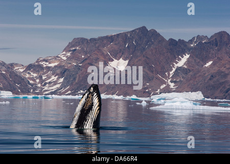 Whale watching, whale observation, humpback whale, Greenland, East Greenland, whale, whales, icebergs Stock Photo