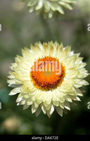 Portrait shot of light yellow paper daisies in a natural setting. Stock Photo