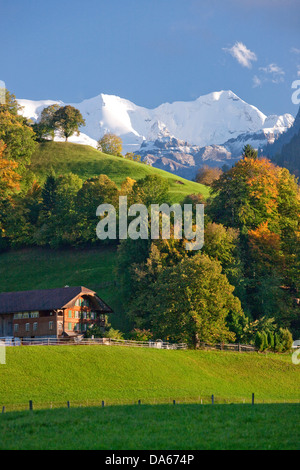 Reichenbach, Blümlisalp, BE, Autumn, Canton, Bern, Tree, Trees ...