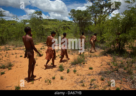 Educational bushwalk at the Living Museum of the Ju/'Hoansi-San, Grashoek, Otjozondjupa Region, Namibia, Africa Stock Photo