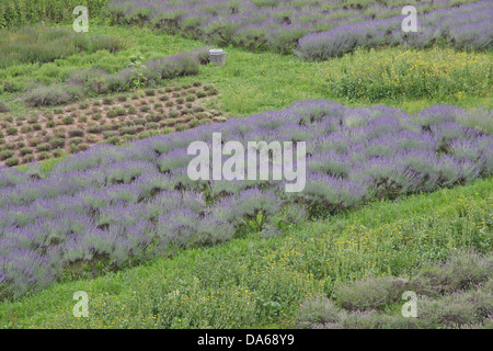 scented and flowered Lavender field grown by enthusiasts and patients Benedictine monks Stock Photo